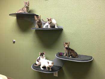 Cats on a wall