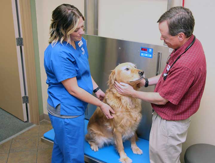 Preventive Care for Dogs