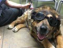 Dog with goggles